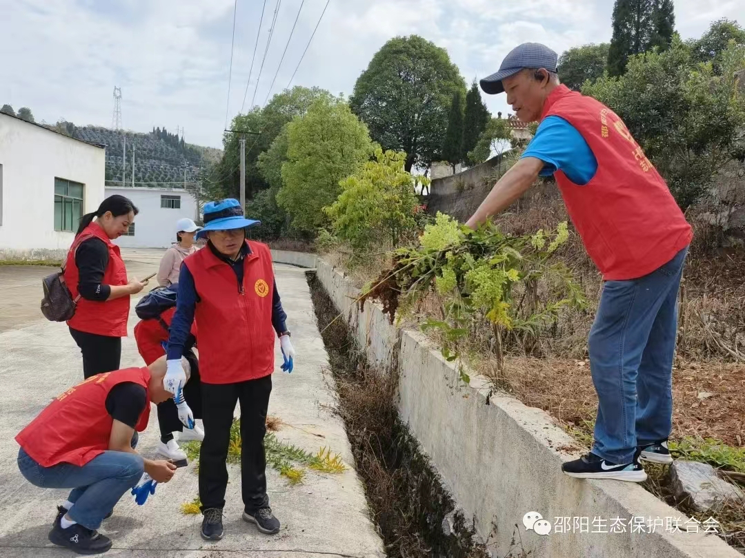 10.30邵阳一枝黄花3.jpg