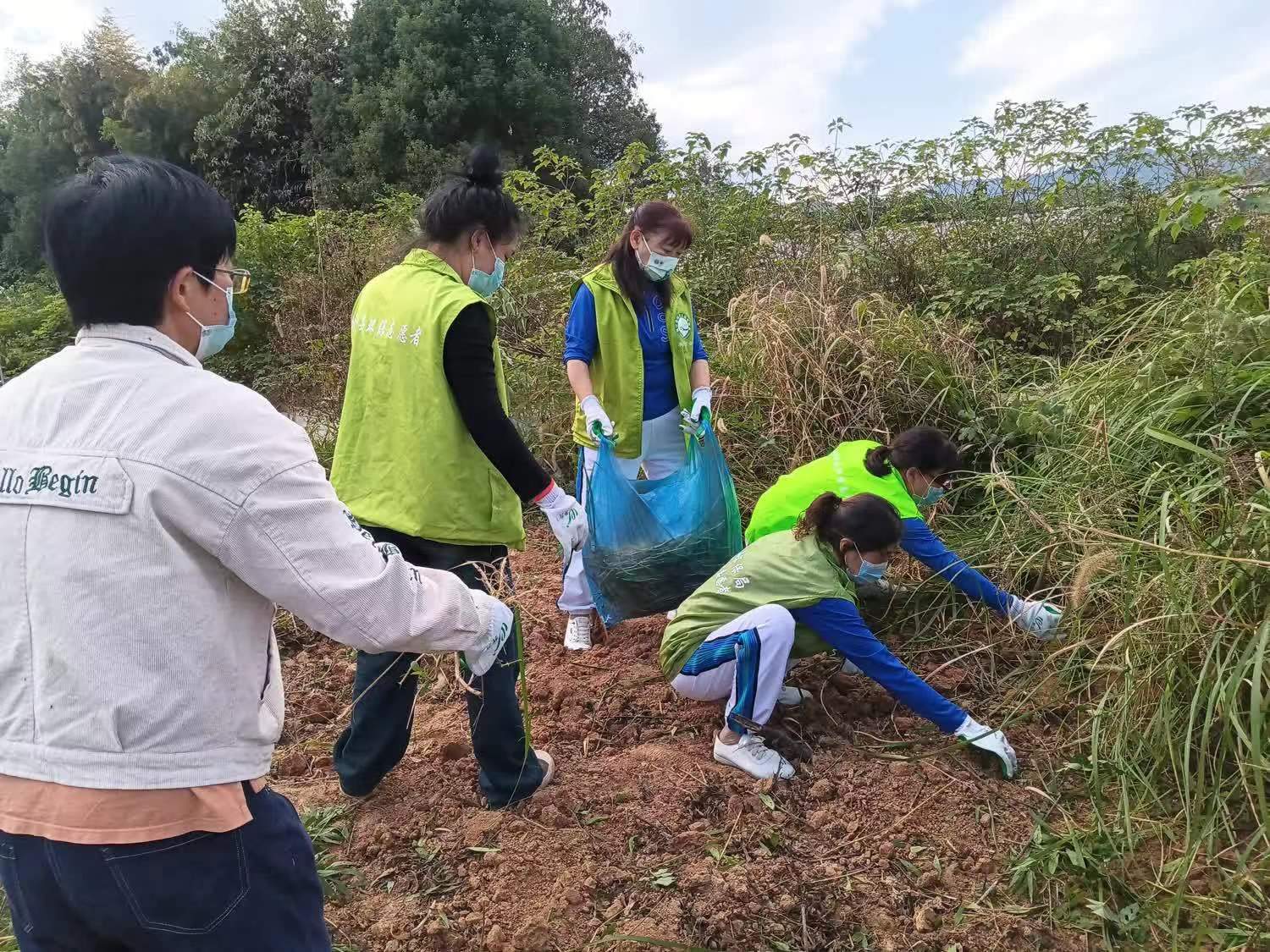 11.8桃江铲除加拿大一枝黄花3.jpg