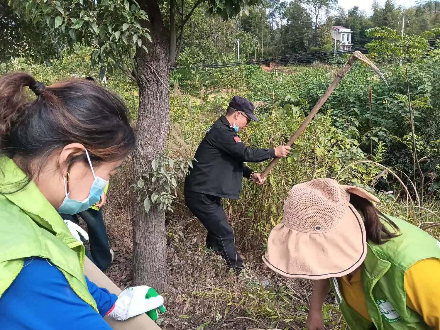 11.8桃江铲除加拿大一枝黄花5.jpg