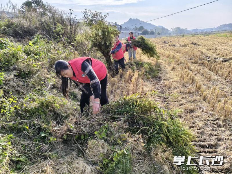 清除“加拿大一枝黄花”。 清除“加拿大一枝黄花”。