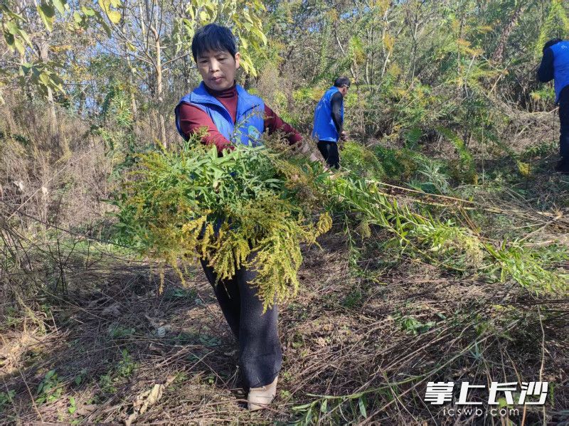 环保志愿者在行动。均由通讯员 供图。 环保志愿者在行动。均由通讯员 供图。