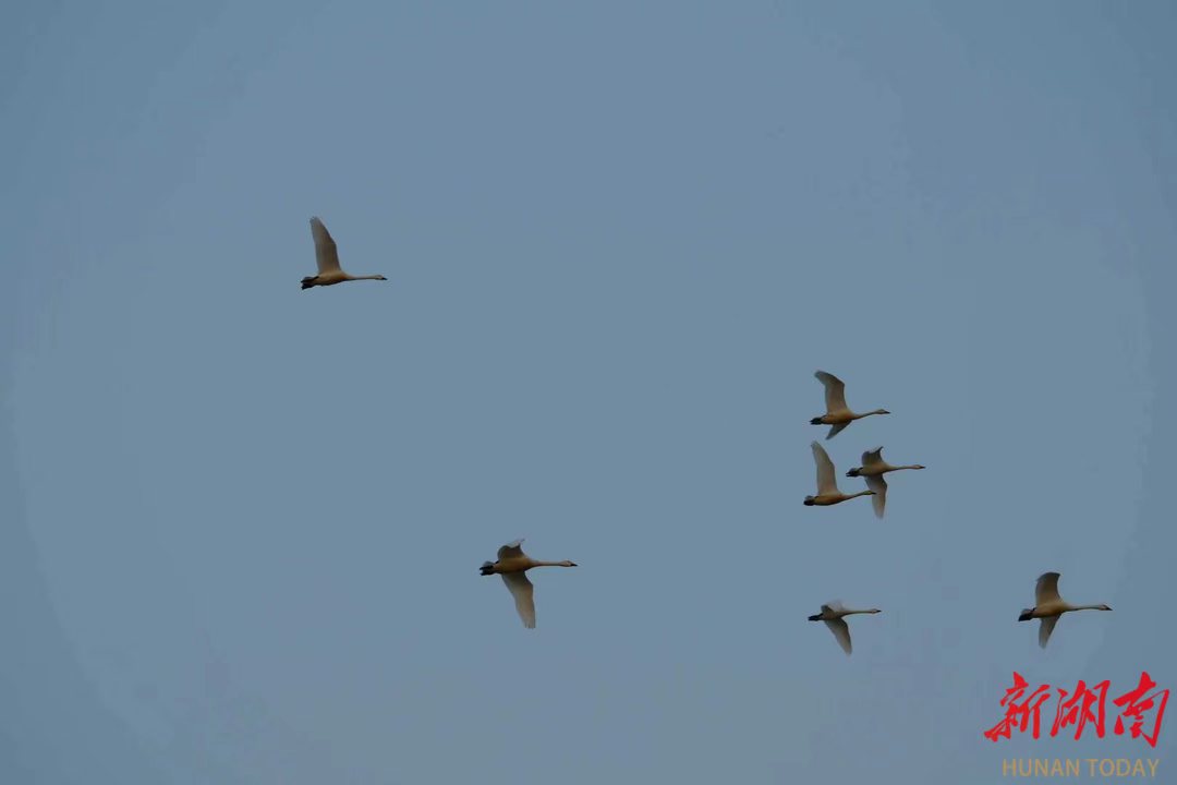 1772442176247032010.jpg 1772442176247032010.jpg