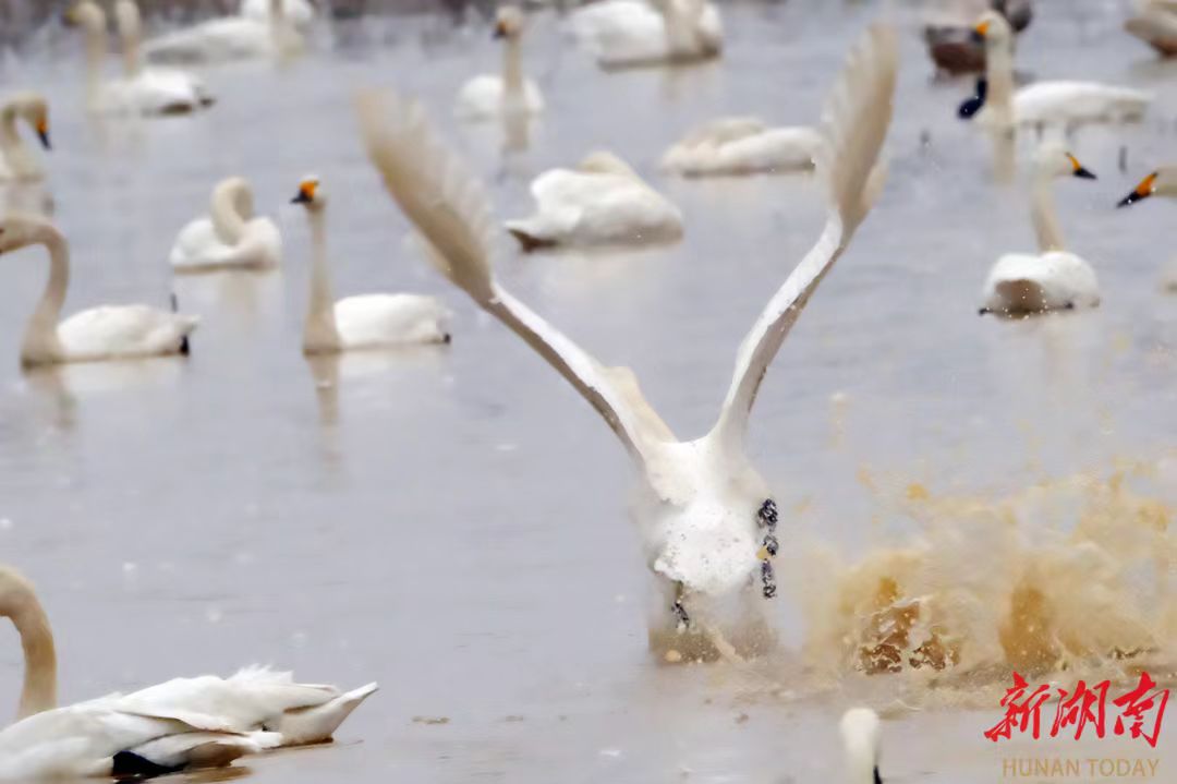 1772442180514019059.jpg 1772442180514019059.jpg