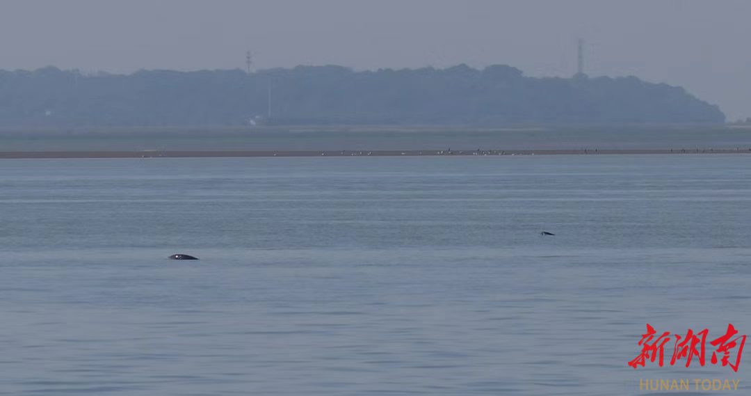 1772442184110066136.jpg 1772442184110066136.jpg