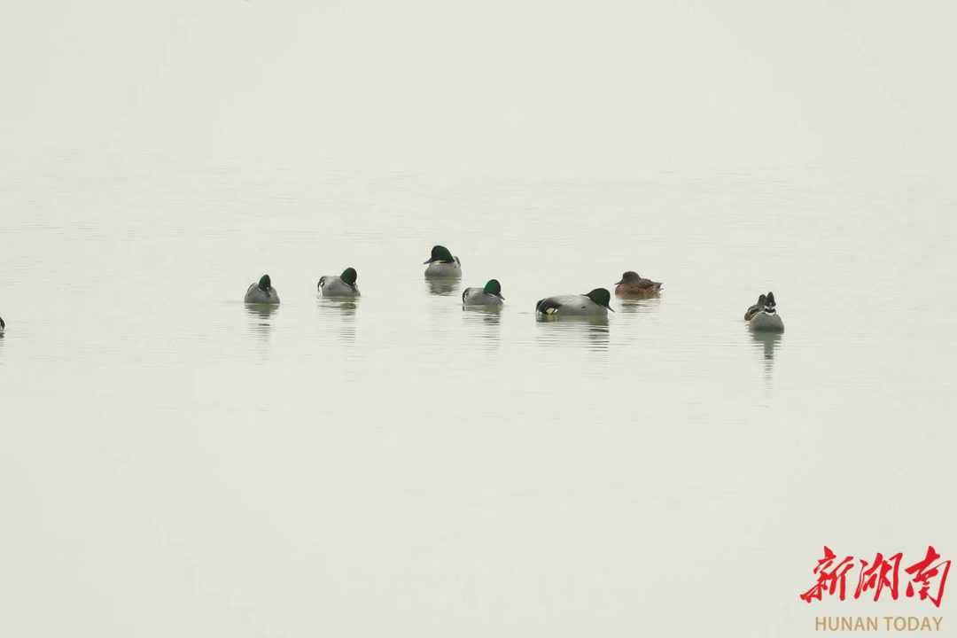 1772442187475060409.jpg 1772442187475060409.jpg