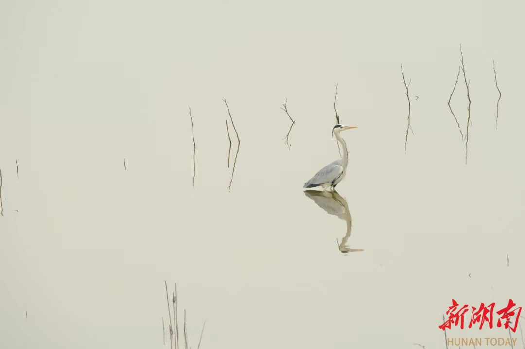 1772442192346045505.jpg 1772442192346045505.jpg